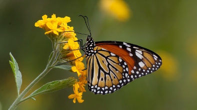 national butterfly center