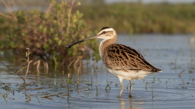 south padre island birding and nature center