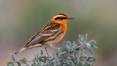 world birding centerbentsen rio grande valley state park